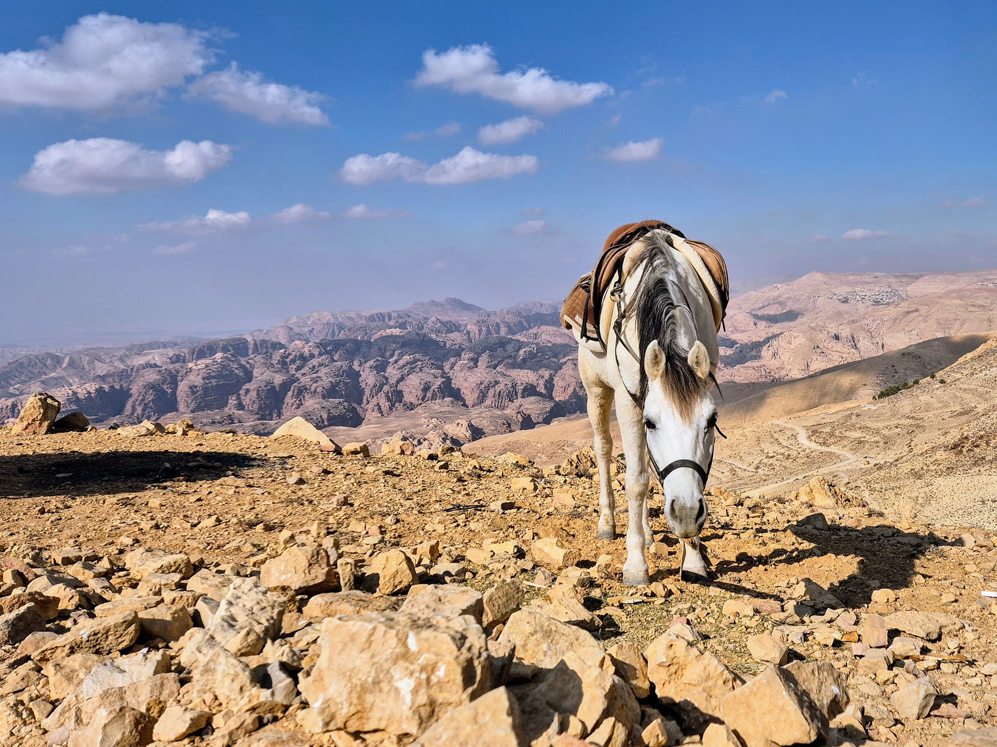 10-Day Jordan Horseback Adventure: Explore Petra & Wadi Rum on an Equestrian Journey